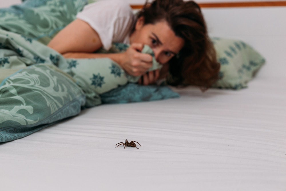 Comment se débarrasser des araignées dans la maison - Minute Facile